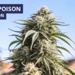 Close-up of Durban Poison Fast Version cannabis plant with dense frosty buds under clear sky.