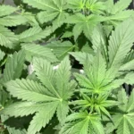 Tropicana Cookies Purple Autoflowering cannabis plant with vibrant green leaves under indoor lighting.