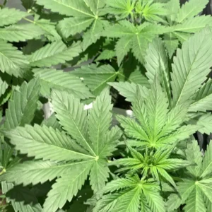 Tropicana Cookies Purple Autoflowering cannabis plant with vibrant green leaves under indoor lighting.