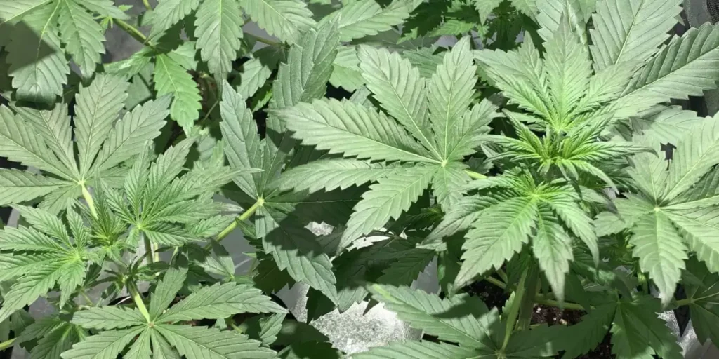 Top view of multiple Tropicana Cookies Purple Autoflowering cannabis plants showcasing lush green foliage under artificial light.