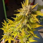 Cherry Alien Autoflowering cannabis plant with green and yellow leaves in indoor grow setup.