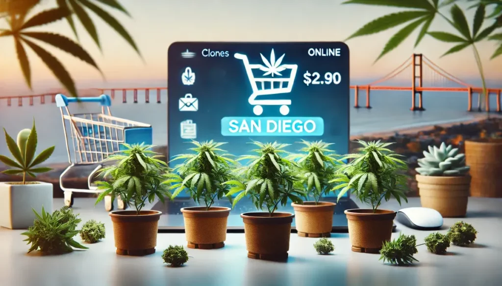 Multiple potted cannabis clones in front of a laptop screen displaying 'San Diego Online,' showcasing cannabis clones available for online purchase in San Diego.