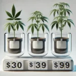How much are clones displayed in pots with clear pricing, focused on plant quality and details.