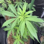 Healthy cannabis clone in a pot, with vibrant green leaves in an indoor grow setup, perfect for those looking to buy cannabis clones online.