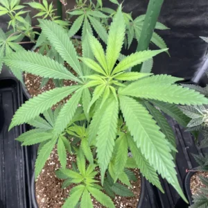 Healthy cannabis clone in a pot, with vibrant green leaves in an indoor grow setup, perfect for those looking to buy cannabis clones online.