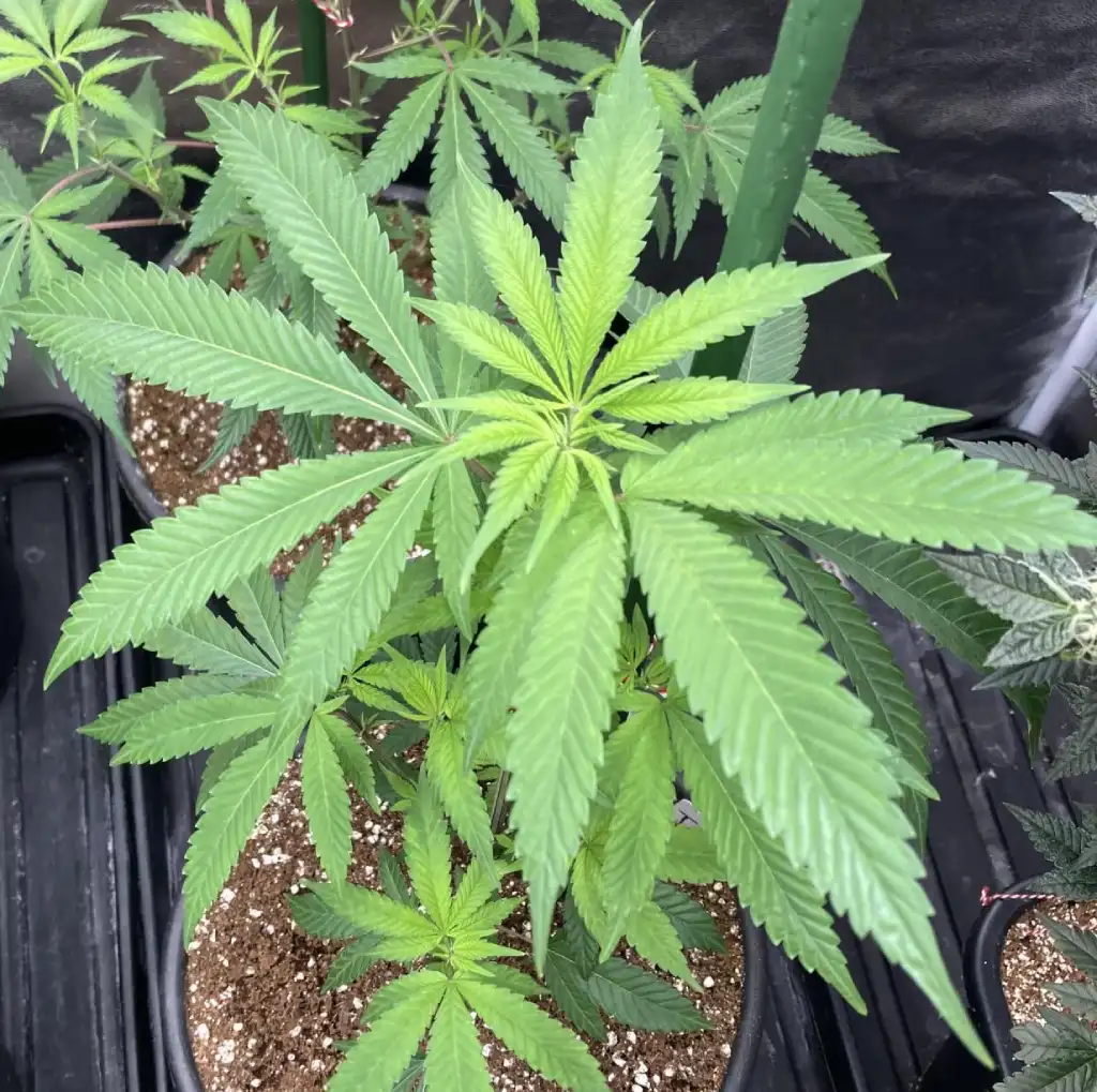 Healthy cannabis clone in a pot, with vibrant green leaves in an indoor grow setup, perfect for those looking to buy cannabis clones online.