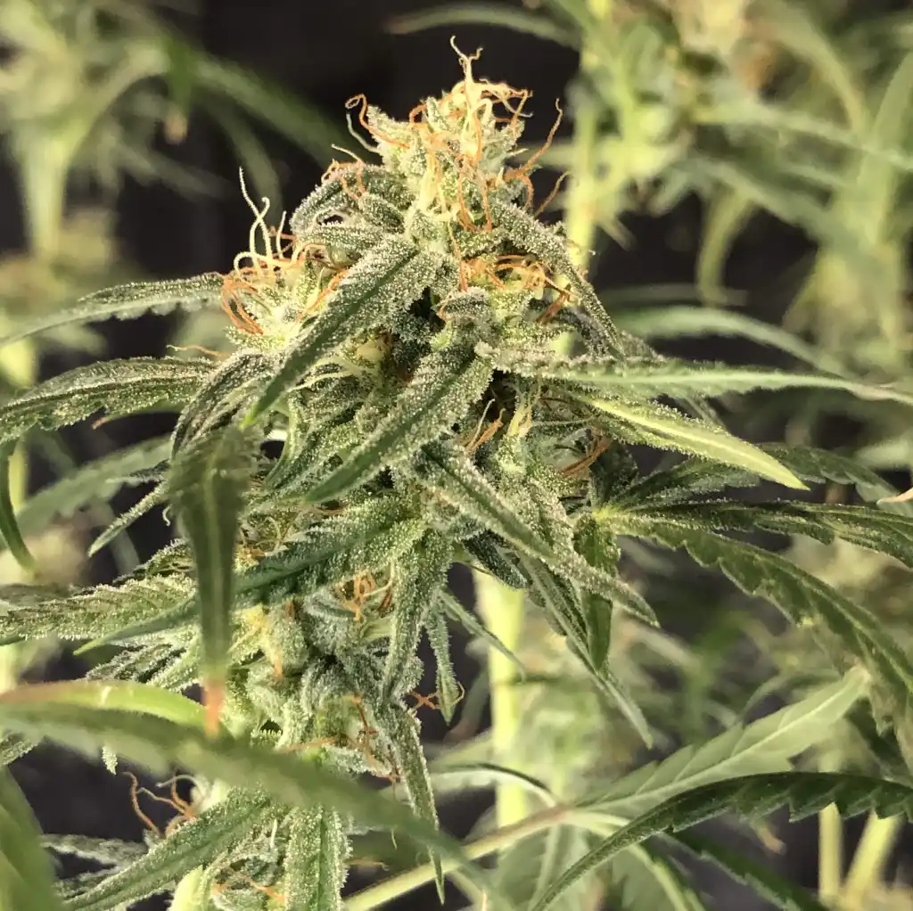 Close-up of a cannabis plant grown from a clone, showing trichome-rich buds and healthy leaves, illustrating successful growth techniques for weed from a clone.