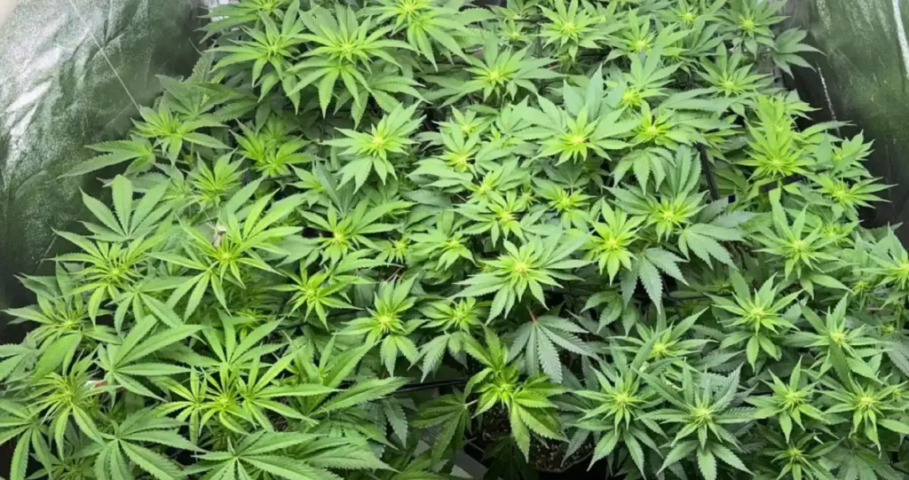 Dense arrangement of cannabis clones in an indoor grow setup, demonstrating techniques on how to grow a clone indoor efficiently.