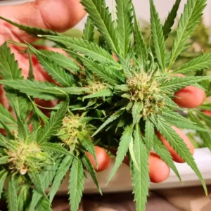 Sweet Afghan Delicious Auto F1 plant held in hand, showcasing dense buds with frosty trichomes and vibrant green leaves.