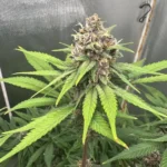 Single cannabis clone growing indoors, showing healthy bud development and vibrant green leaves, ideal for learning how to grow a clone indoor.