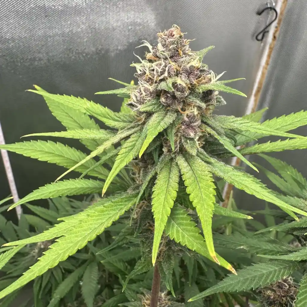 Single cannabis clone growing indoors, showing healthy bud development and vibrant green leaves, ideal for learning how to grow a clone indoor.