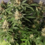 24K Gold Auto Weed Strain plant with dense buds and vibrant green leaves, displaying a robust flowering structure.