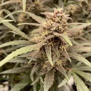 Banana Punch Weed Strain bud, highlighting dense trichomes and purple-hued leaves.