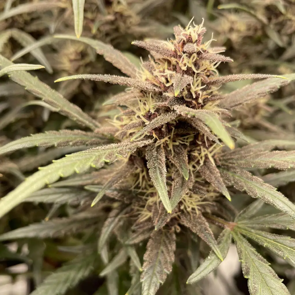 Banana Punch Weed Strain bud, highlighting dense trichomes and purple-hued leaves.