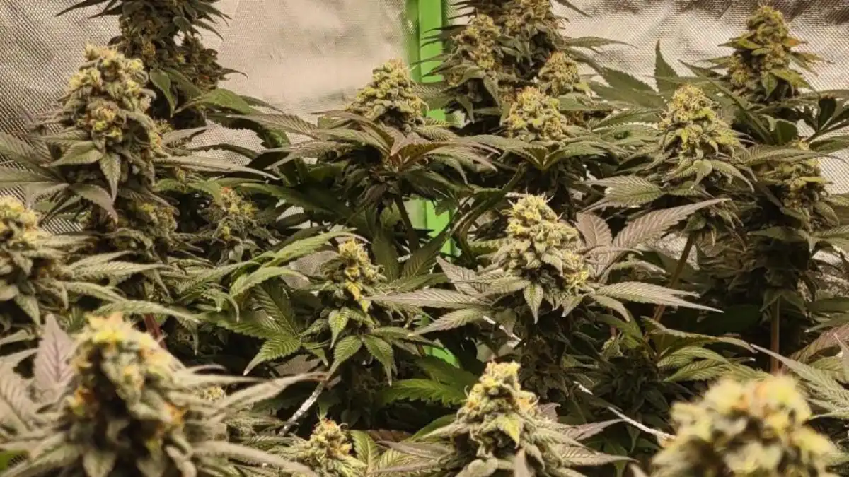 Candyland CBD Strain plants with thick buds and dark green leaves under indoor grow lights.