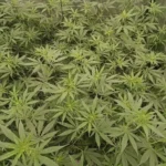 Dense canopy of AK47 Autoflower Strain plants with vibrant green leaves in a healthy vegetative stage.