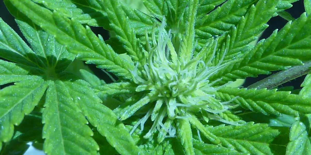 Mango CBD Strain bud beginning to flower with vibrant green leaves and fine white pistils, showcasing early bloom phase.