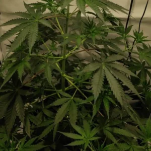 Mango CBD Strain plant with lush green leaves in a controlled indoor setup, highlighting its healthy foliage and compact growth.