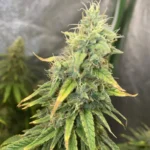 Close-up of a mature Chemdawg Regular cannabis bud with dense trichomes and vibrant green and yellow leaves, highlighting its potency.