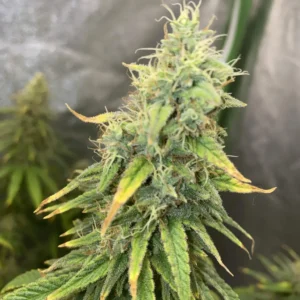 Close-up of a mature Chemdawg Regular cannabis bud with dense trichomes and vibrant green and yellow leaves, highlighting its potency.