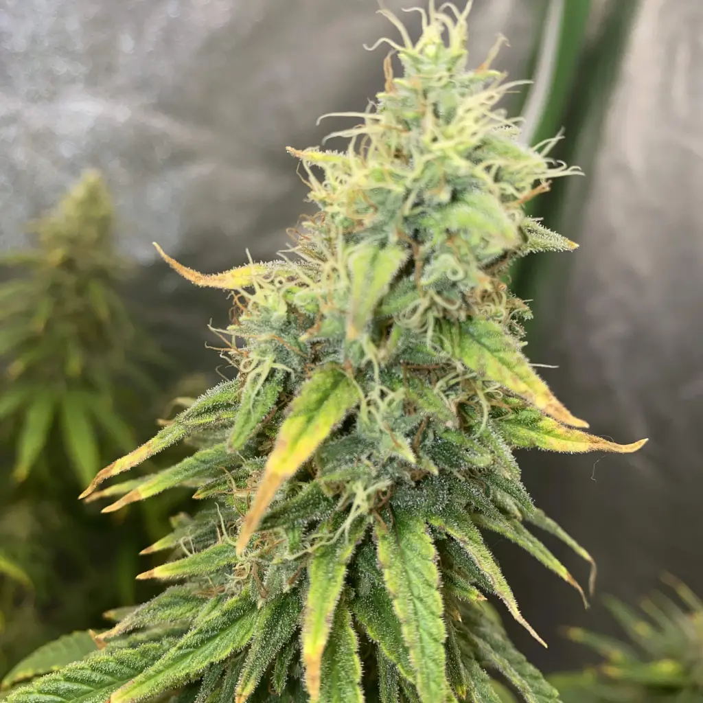 Close-up of a mature Chemdawg Regular cannabis bud with dense trichomes and vibrant green and yellow leaves, highlighting its potency.