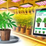 Tablet displaying options for the best cannabis clones online, with vibrant clones under LED grow lights in a controlled indoor setup.