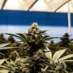 Lemon OG cannabis plants thriving in an indoor cultivation setup