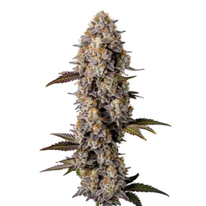 Lemon Cherry Gelato cannabis plant with dense buds covered in trichomes, showcasing purple hues and orange pistils.