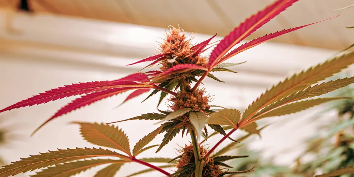 Indoor-grown cannabis plant with pink pistils and colorful sugar leaves during flowering.