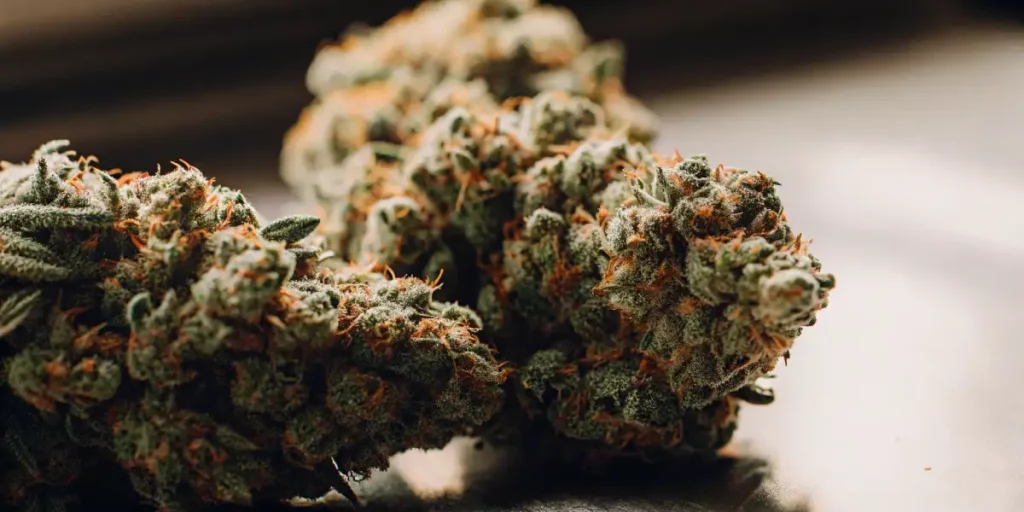 Close-up of AK-47 cannabis buds, covered in trichomes, with orange pistils and deep green leaves.