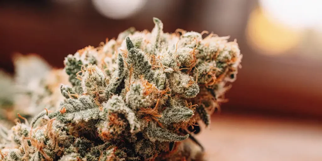 Close-up of an Afghan Kush cannabis bud with frosty white trichomes and orange pistils, set against a dark background.
