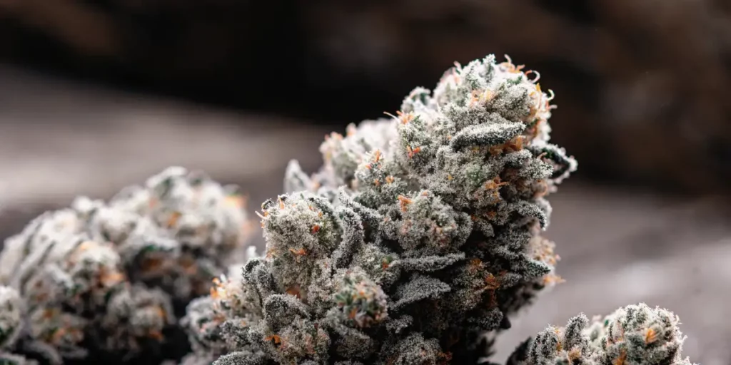 Dense Afghan Kush cannabis plant with deep green leaves and purple-hued buds covered in frosty trichomes.