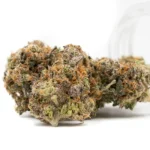 Apple Fritter THCA Flower buds covered in trichomes, showcasing rich green tones with purple accents and orange pistils