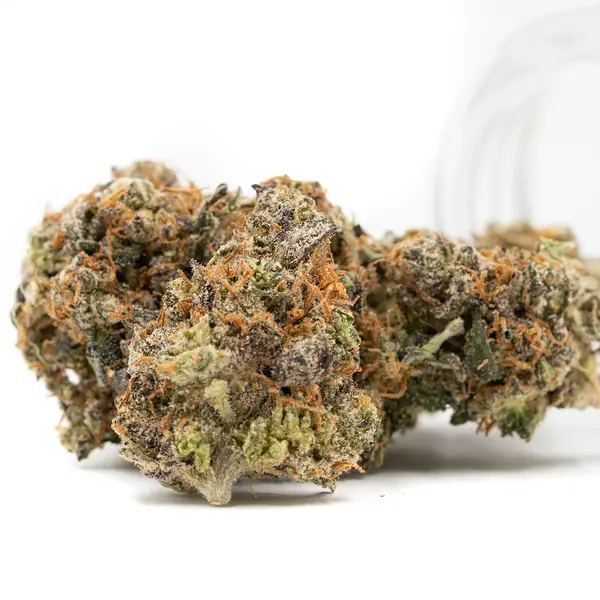 Apple Fritter THCA Flower buds covered in trichomes, showcasing rich green tones with purple accents and orange pistils