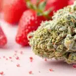 Cannabis bud with a fruity scent surrounded by strawberries, showing off its high-quality sativa traits.