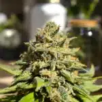 Close-up of a cannabis flower showcasing trichomes, highlighting best ways to use THCA in natural form.