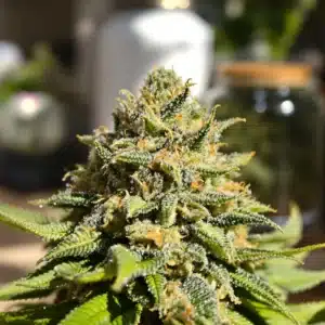 Close-up of a cannabis flower showcasing trichomes, highlighting best ways to use THCA in natural form.