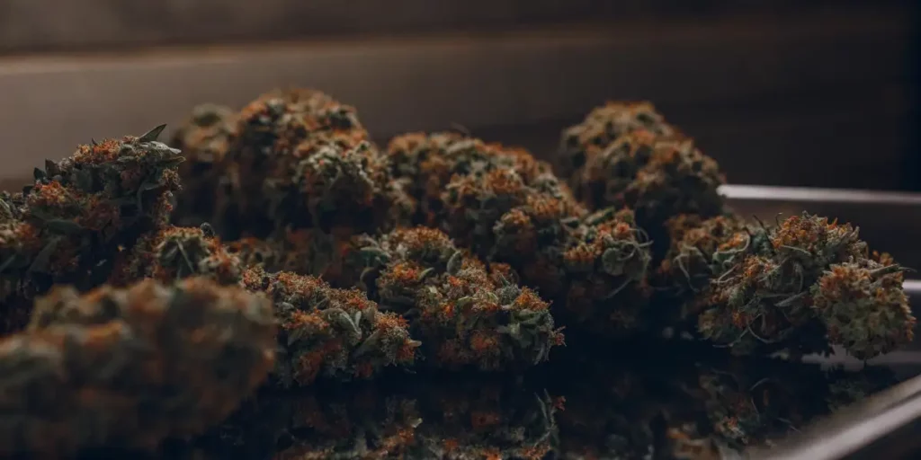 Close-up of cannabis buds on a black surface, showcasing trichomes and orange pistils.