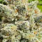 Close-up of cannabis buds with visible THCA crystals, indicating a high THCA percentage.