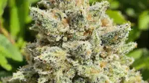 Close-up of cannabis buds with visible THCA crystals, indicating a high THCA percentage.