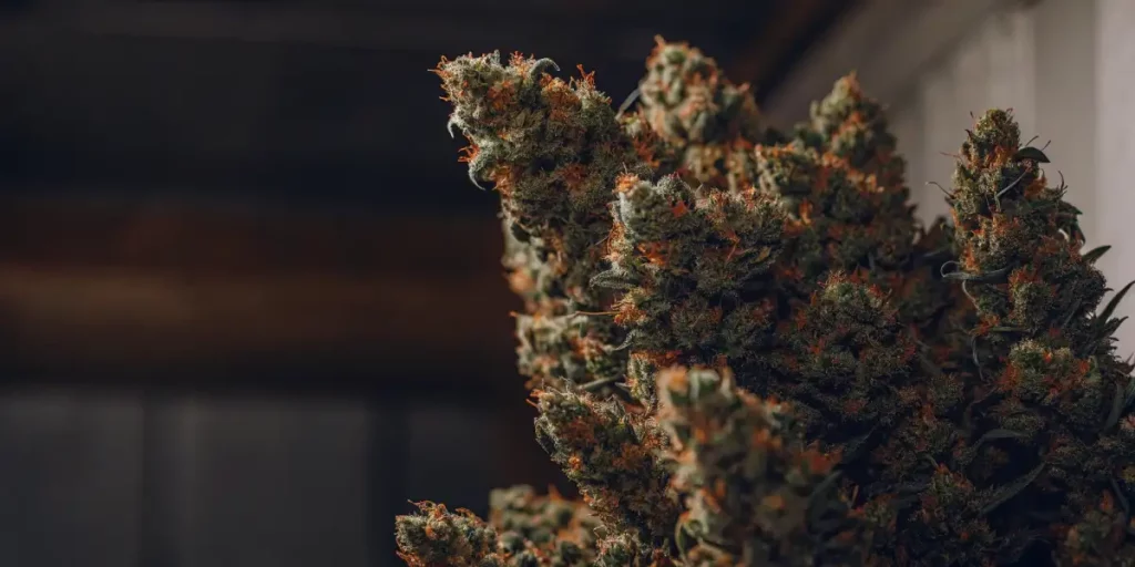 Cannabis buds with green leaves and orange hairs under natural lighting in a bright room.