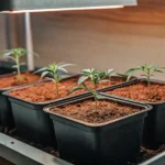 Hyper-realistic infographic showing young cannabis clones in black square pots, under a warm overhead grow light.