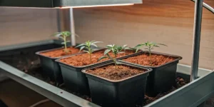 Hyper-realistic infographic showing young cannabis clones in black square pots, under a warm overhead grow light.
