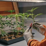 Hyper-realistic indoor cannabis cultivation scene: gloved hands trimming a cannabis clone under bright lights, with other plants in a tray.