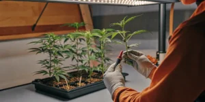 Hyper-realistic indoor cannabis cultivation scene: gloved hands trimming a cannabis clone under bright lights, with other plants in a tray.