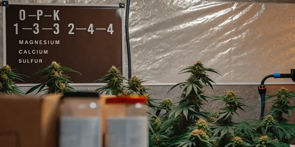 A bottle of N-P-K fertilizer with ratios and elemental names stands in a cannabis grow room.