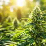 A healthy cannabis plant growing in a field under sunlight, showcasing the cannabis flower with high THCA content.