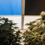 Hyper-realistic indoor cannabis grow room featuring cannabis plants under a split ceiling: blue on left, bright white on right.