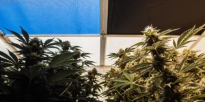 Hyper-realistic indoor cannabis grow room featuring cannabis plants under a split ceiling: blue on left, bright white on right.