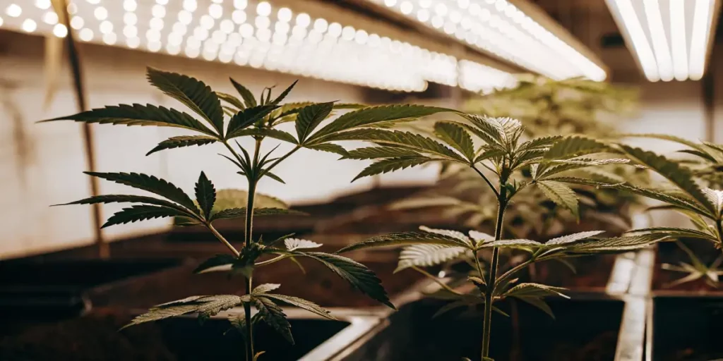 Cannabis plant growing under LED lights with bright leaves.